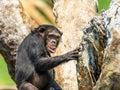 African Chimpanzee In Tree Royalty Free Stock Photo