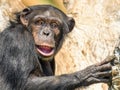 African Chimpanzee In Tree Royalty Free Stock Photo