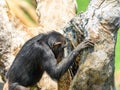 African Chimpanzee In Tree Royalty Free Stock Photo