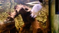 african cichlid and albino Amatitlania nigrofasciata in community aquarium