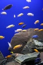 African Cichlid Aquarium Tropical Fish