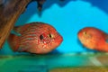 African cichlid jewelfish - (Hemichromis bimaculatus) Royalty Free Stock Photo