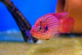African cichlid jewelfish - (Hemichromis bimaculatus) Royalty Free Stock Photo