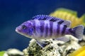 African cichlids in the aquarium Royalty Free Stock Photo