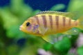 African cichlids in the aquarium Royalty Free Stock Photo