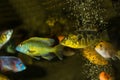 African cichlids in aquarium Royalty Free Stock Photo