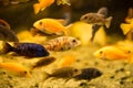 African cichlids in aquarium Royalty Free Stock Photo