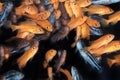 African Cichlids - aquarium fishes Royalty Free Stock Photo