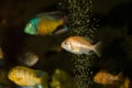 African cichlids in aquarium Royalty Free Stock Photo