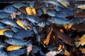 African Cichlids (Blue mbuna) aquarium fishes Royalty Free Stock Photo