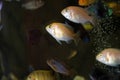 African cichlids Royalty Free Stock Photo