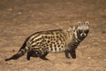African Civet Royalty Free Stock Photo