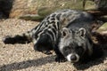 African civet Royalty Free Stock Photo