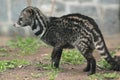 African civet Royalty Free Stock Photo