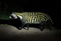 African Civet, Civettictis Civetta, in the dark forest, Moremi, Botswana, Africa. Night nature, Okavango delta. Beautiful animal,