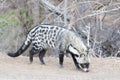 African civet foraging and searching for food Royalty Free Stock Photo