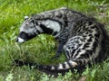 African civet, Civettictis civetta, a large African beast looking for food Royalty Free Stock Photo