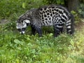 African civet, Civettictis civetta, a large African beast looking for food Royalty Free Stock Photo