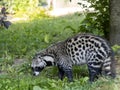 African civet, Civettictis civetta, a large African beast looking for food Royalty Free Stock Photo