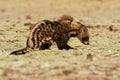 African Civet - Civettictis Civetta  large viverrid native to sub-Saharan Africa, it is threatened by hunting, and wild-caught Royalty Free Stock Photo