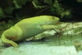 African clawed frog