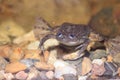 African clawed frog Royalty Free Stock Photo