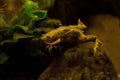 African clawed frog, African clawed toad, African claw-toed frog, platanna Xenopus laevis. Royalty Free Stock Photo