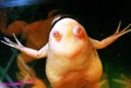 African clawed frog