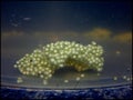 African clawed frog eggs Royalty Free Stock Photo