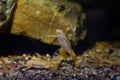 African clawed frog funny pose and show belly on gravel bottom, phlegmatic freshwater domesticated aquatic amphibian, easy to keep Royalty Free Stock Photo