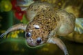 African Clawed Frog Royalty Free Stock Photo