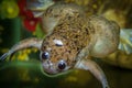 African Clawed Frog