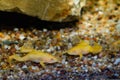 African clawed frog rest on gravel bottom, phlegmatic freshwater domesticated aquatic amphibian, easy to keep dangerous invasive Royalty Free Stock Photo