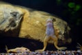 African clawed frog show belly and stare on gravel bottom, phlegmatic freshwater domesticated aquatic amphibian, easy to keep Royalty Free Stock Photo
