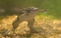 African Clawed Frog Royalty Free Stock Photo