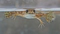 African Clawed Frog Xenopus laevis swimming in water Royalty Free Stock Photo