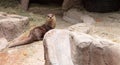 African Clawless Otter Aonyx capensis