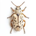African click beetle on a white background exhibiting distinctive markings and features Royalty Free Stock Photo