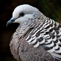 African Collared Dove close up view