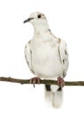 African Collared Dove perched on branch, Streptopelia roseogrisea Royalty Free Stock Photo