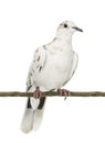 African Collared Dove perched on branch, Streptopelia roseogrisea Royalty Free Stock Photo