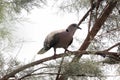 African collared dove, Streptopelia roseogrisea, on a shrub Royalty Free Stock Photo