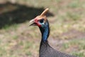 African colorful bird