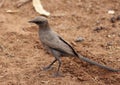 African colorful birds