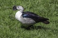 African comb or knob-billed duck Sarkidiornis melanotos standi