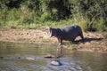 African common hippopotamus opening its mouth on the shore of a lake in the African savannah