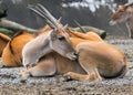 Common southern eland antelope or taurotragus oryx Royalty Free Stock Photo