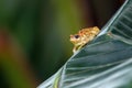 The african common toad or guttural toad Amietophrynus gutturalis sitting on the banan leaf