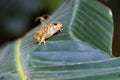 The african common toad or guttural toad Amietophrynus gutturalis sitting on the banan leaf