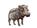 African common warthog, Abyssinian Phacochoerus africanus Royalty Free Stock Photo